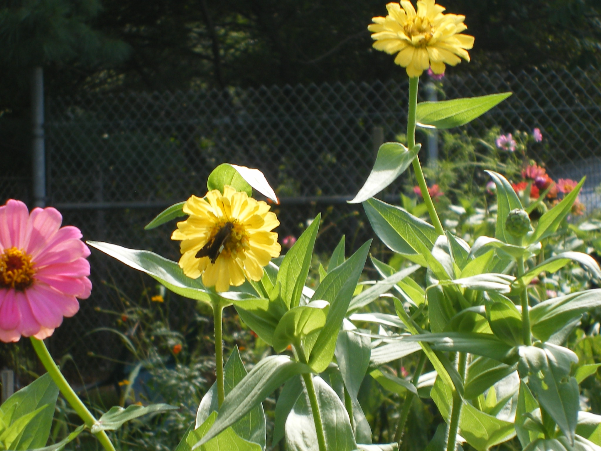 Community garden