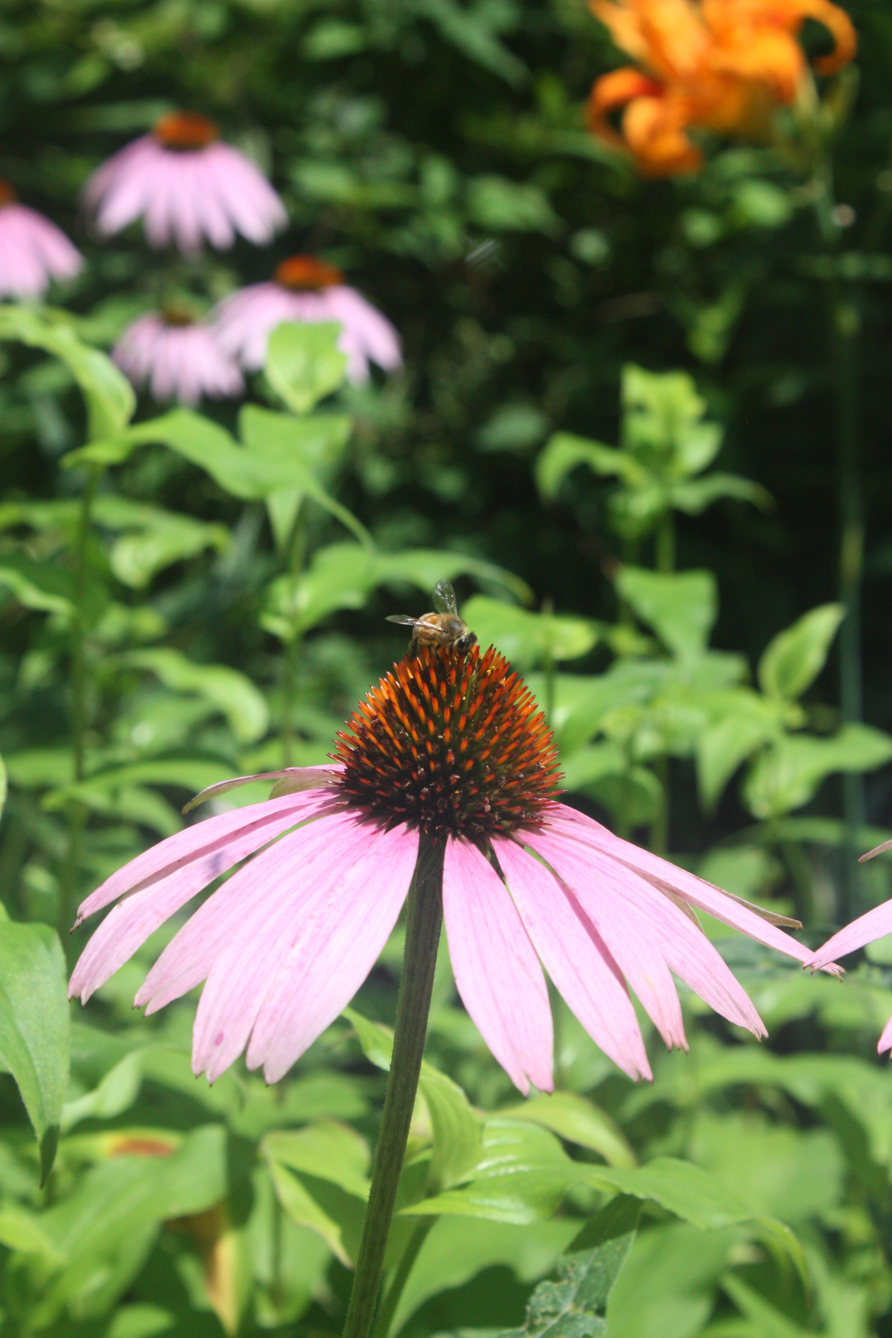 Bee friendly this pollinator week