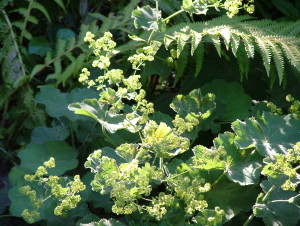 Astilbe fern