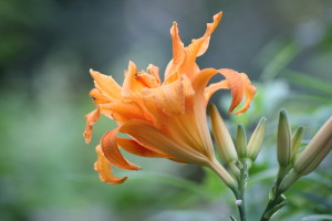 Daylily