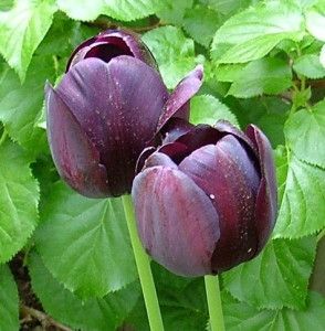 Black Emperor Tulip