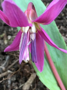 Toad lily