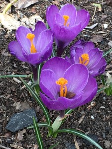 Crocus