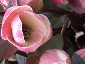 Hellebore