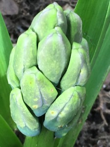 Hyacinth buds emerging