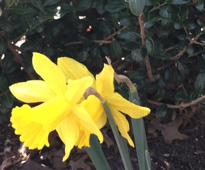 March daff