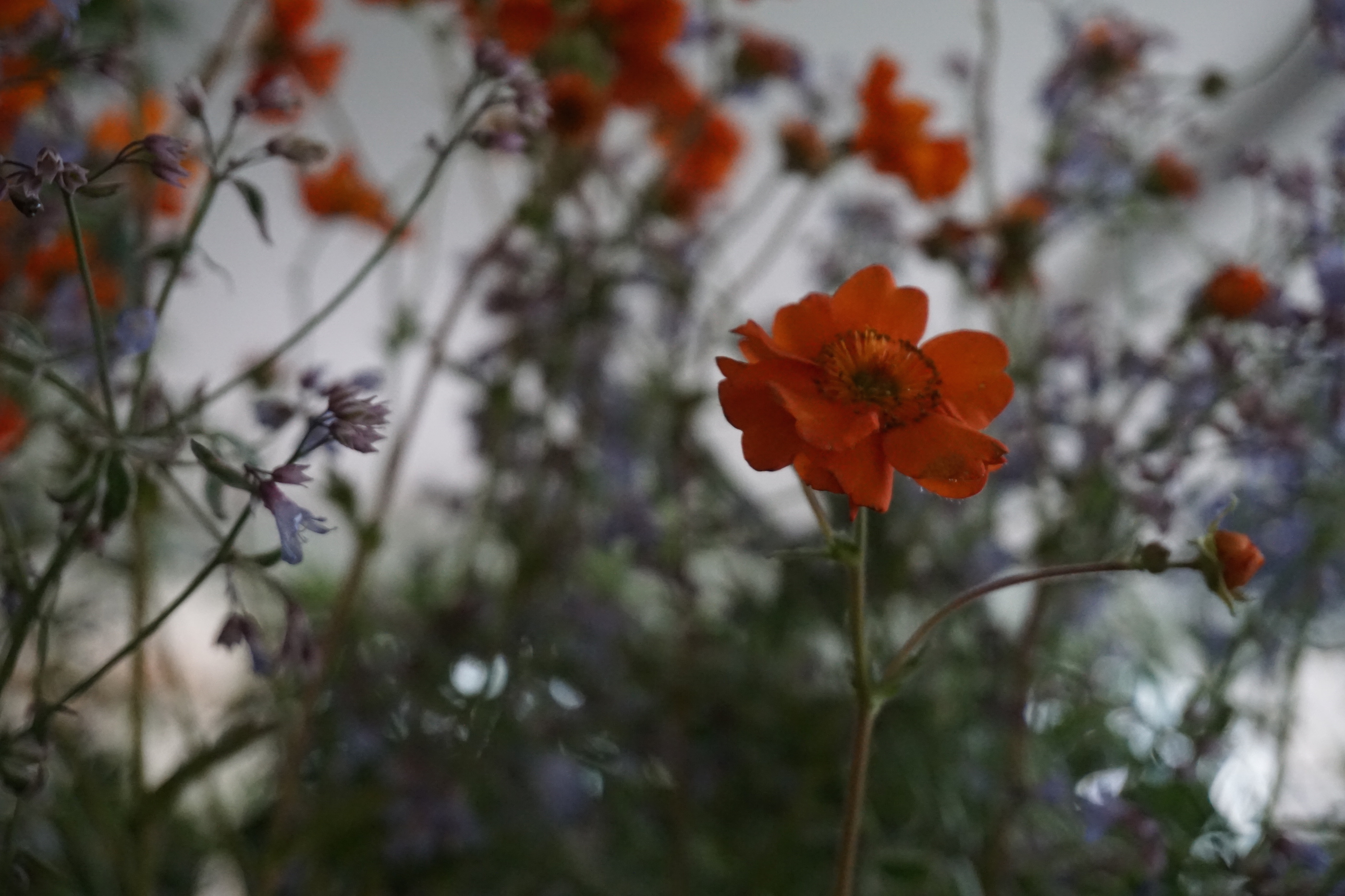 The plant sale