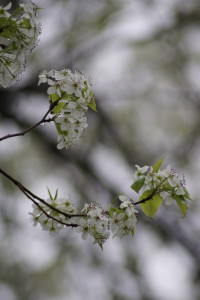 Flowering plum 04-16