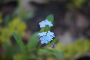 Forget Me Not 04-30-16