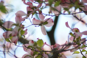 Pink Dogwood