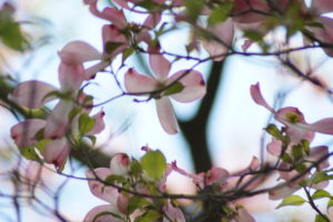 Pink Dogwood