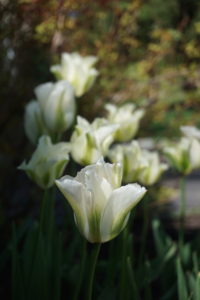 Tulip Spring Green small