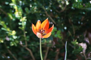 Tulip orphaeda flava small