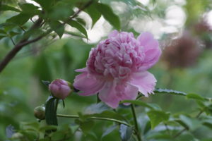 Dad_s Peony 2 2016