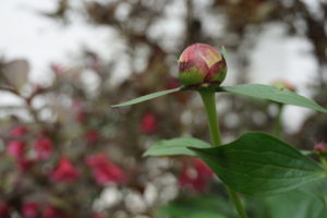 Peony wiegela