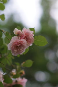 Rosa Felicia 2016