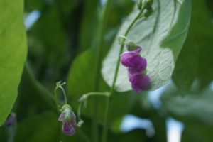 Green bean in flower 2016