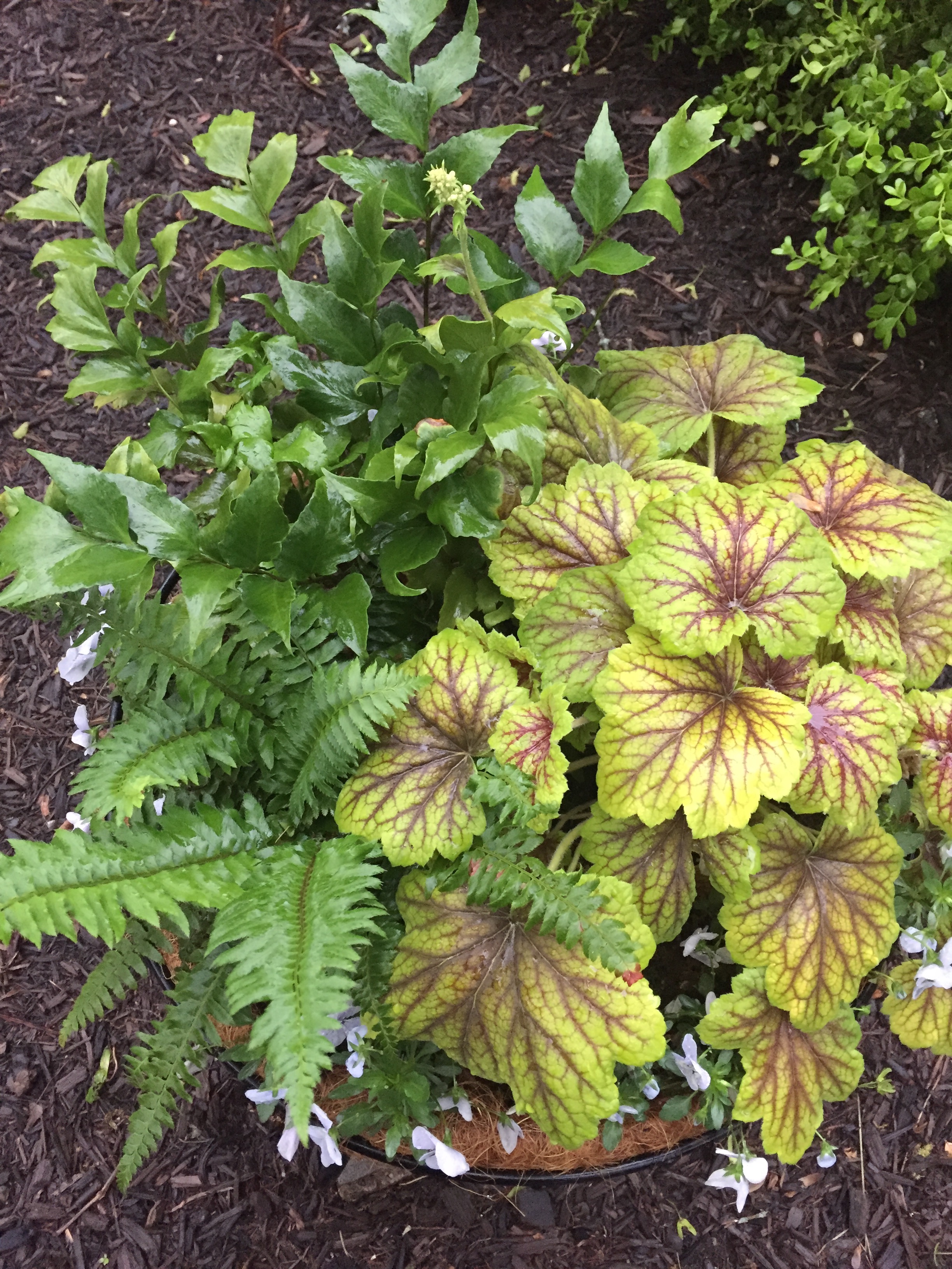 A spring planter