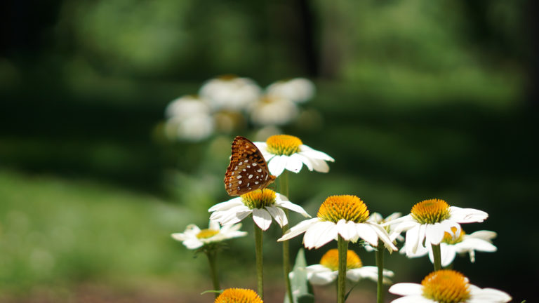 Coneflowers and cranesbill