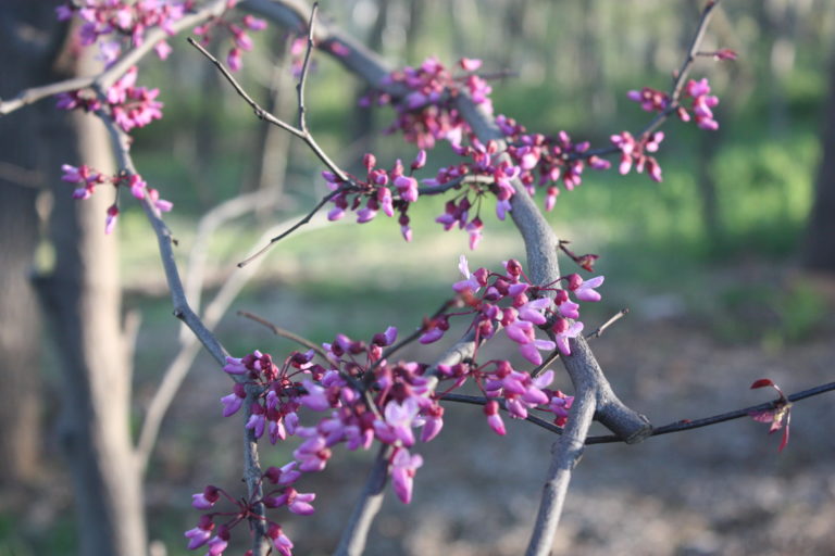 April abundance