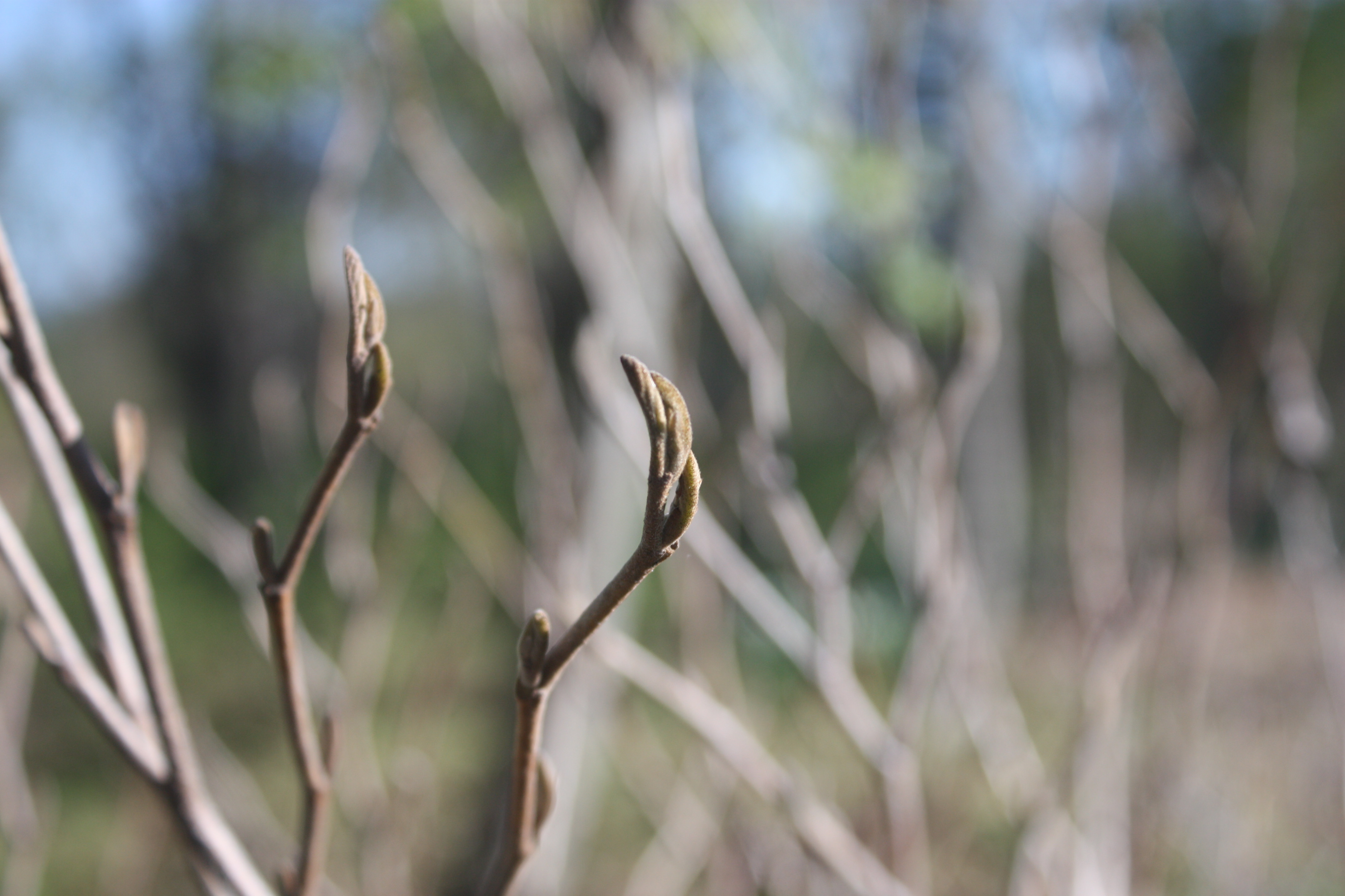 Late bloomers