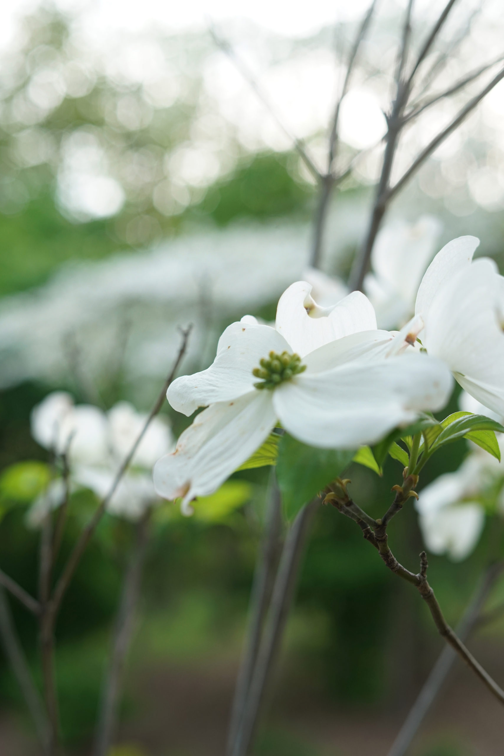 This gardening year/1