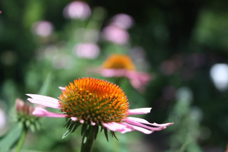 This gardening year/2