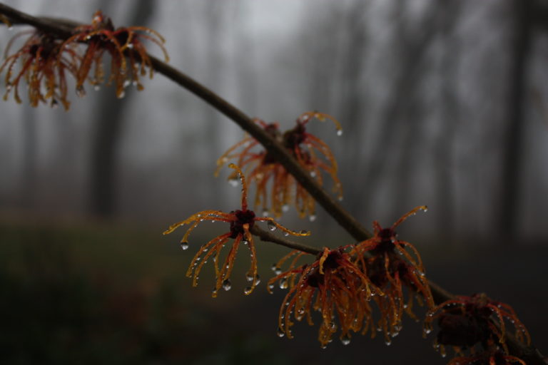 Which witch hazel?