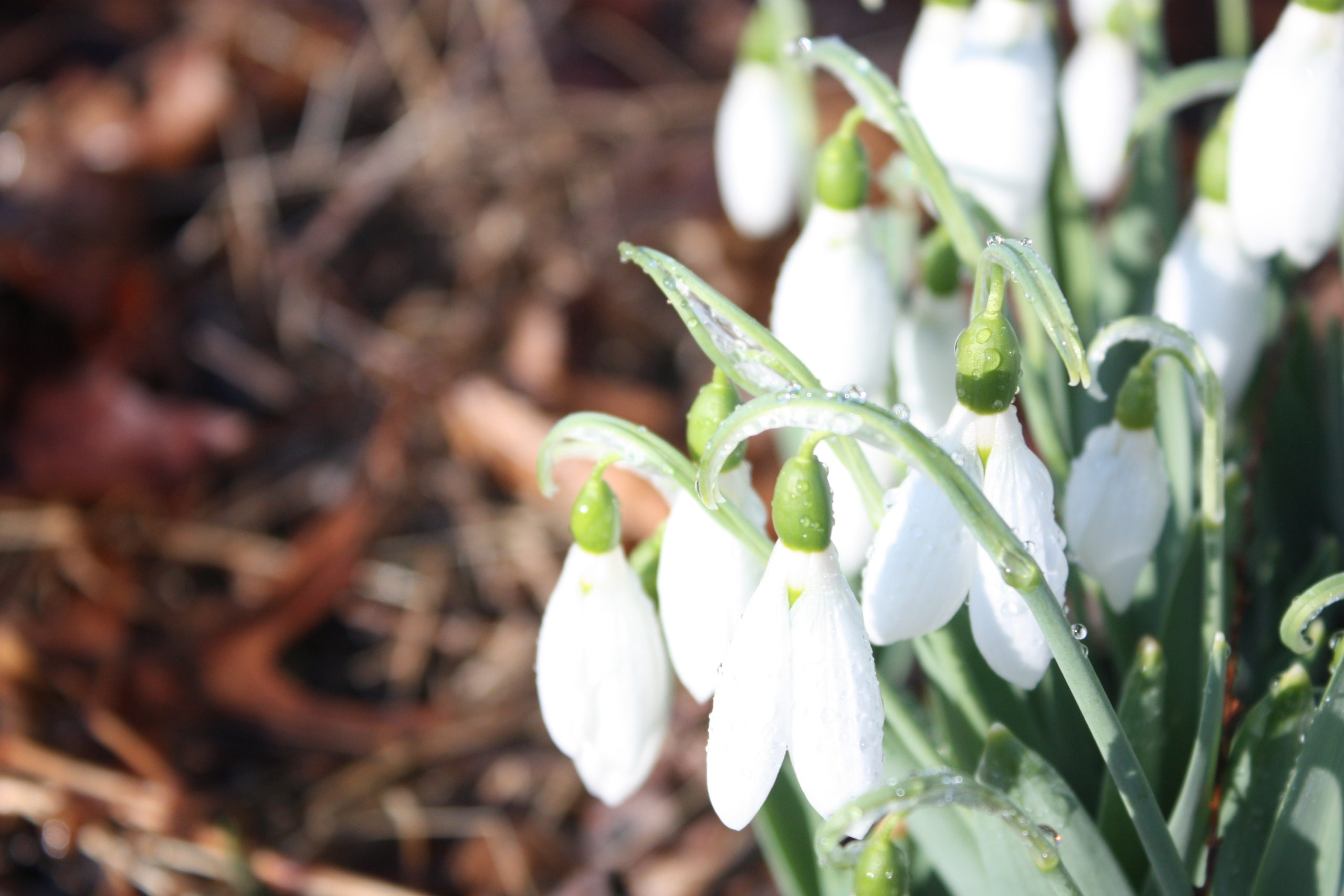 Winter blooms