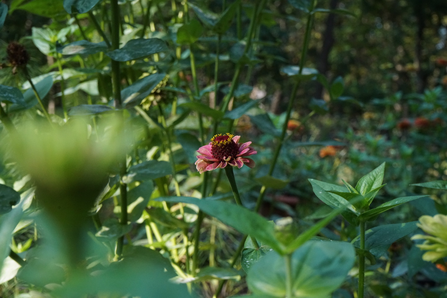 Zinnias